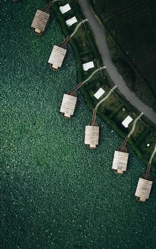 國家蘑菇地理：中國哪里的蘑菇最好吃？