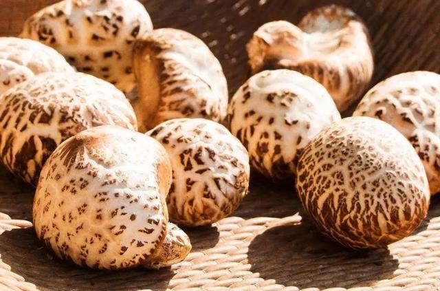 國家蘑菇地理：中國哪里的蘑菇最好吃？