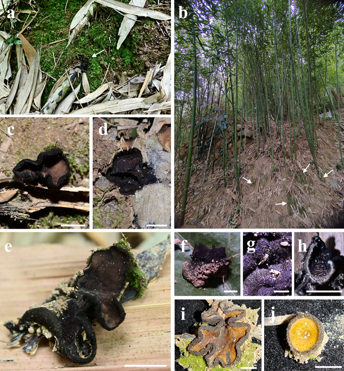 圖片關(guān)鍵詞